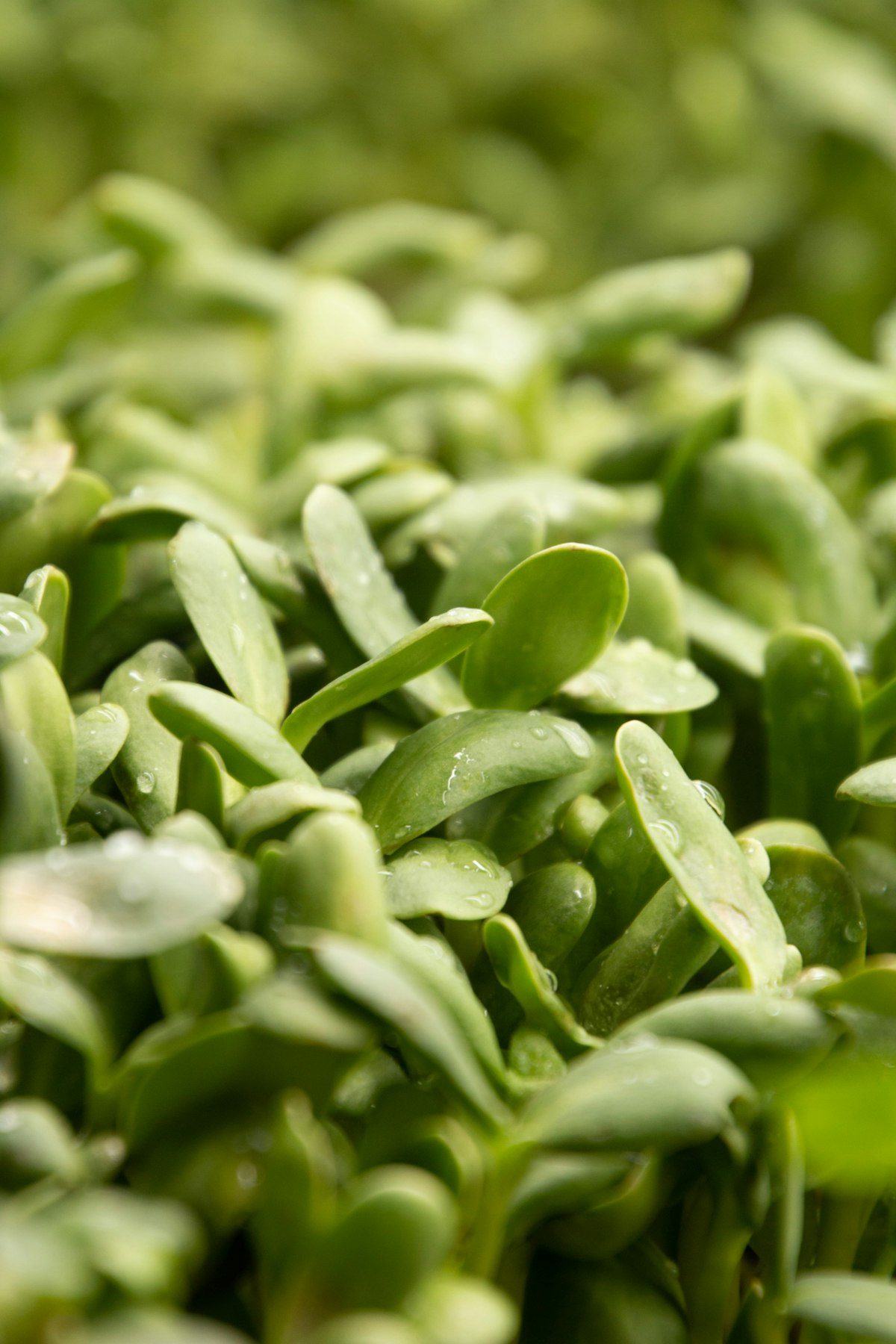 A dense 1020 tray of fresh commercial sunflower microgreens with thick succulent stems
